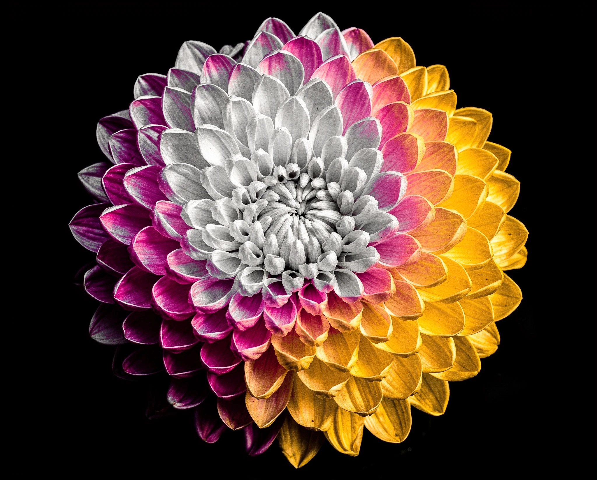 AI-genereated monochrome dahlia flower with an emerging coloured overlay — synthographic artwork by davidname.